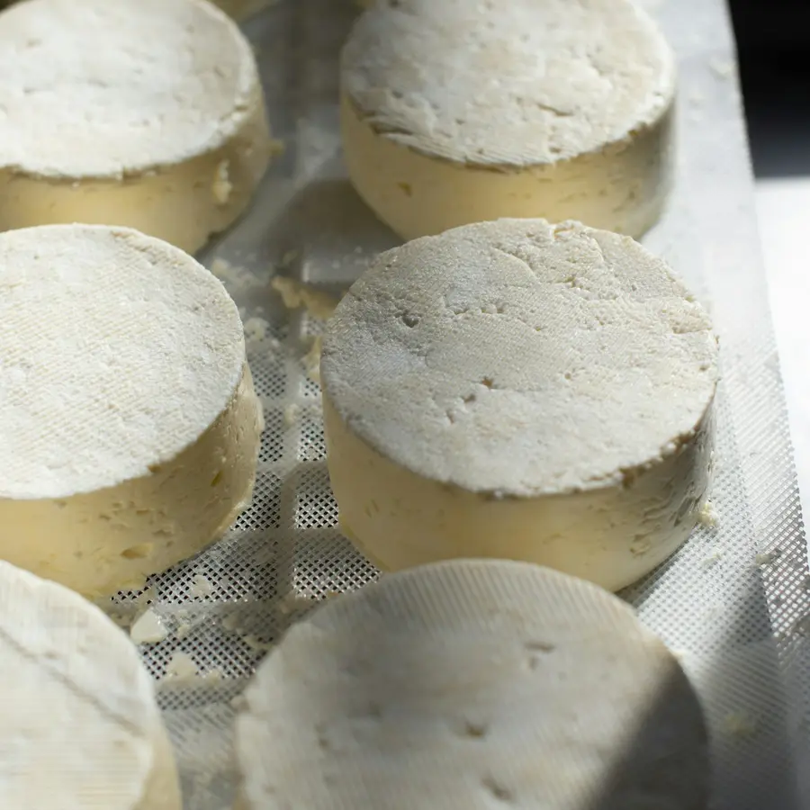 Ruedas de queso de cabra sobre una bandeja de acero